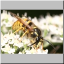 Dolichovespula sylvestris - Waldwespe m01d.jpg